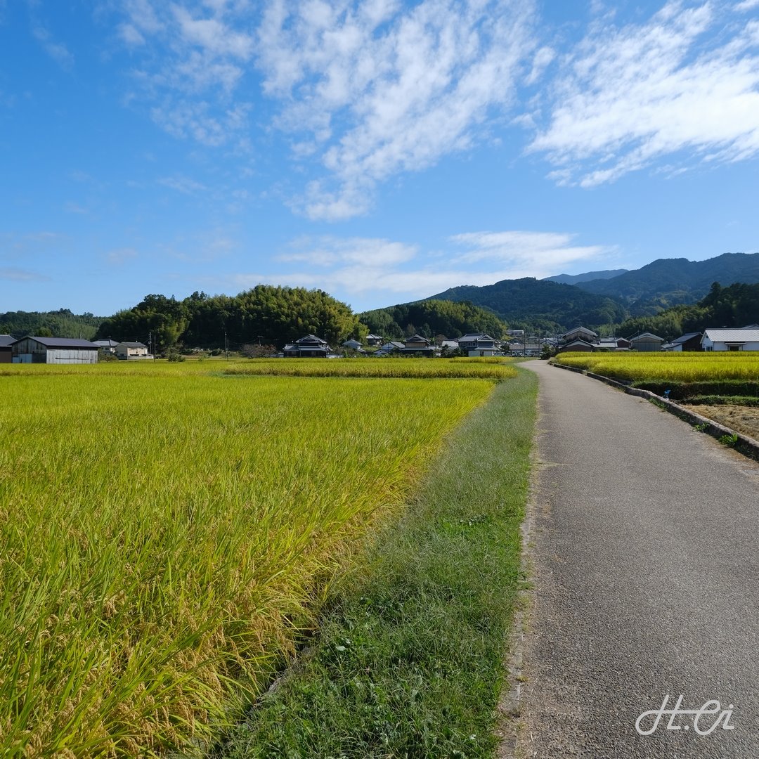 飛鳥水落遺跡周囲の田園風景