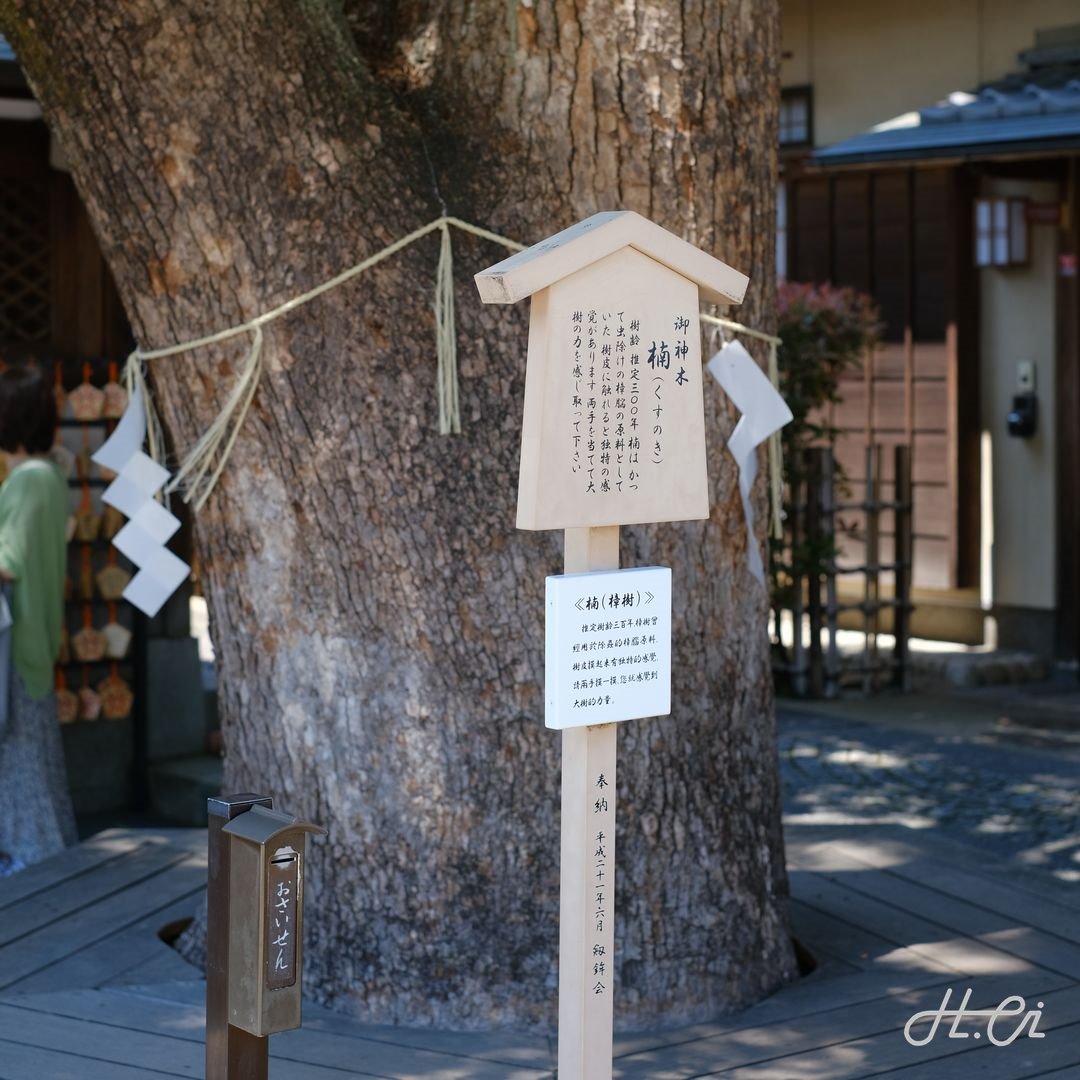 御神木（晴明神社）